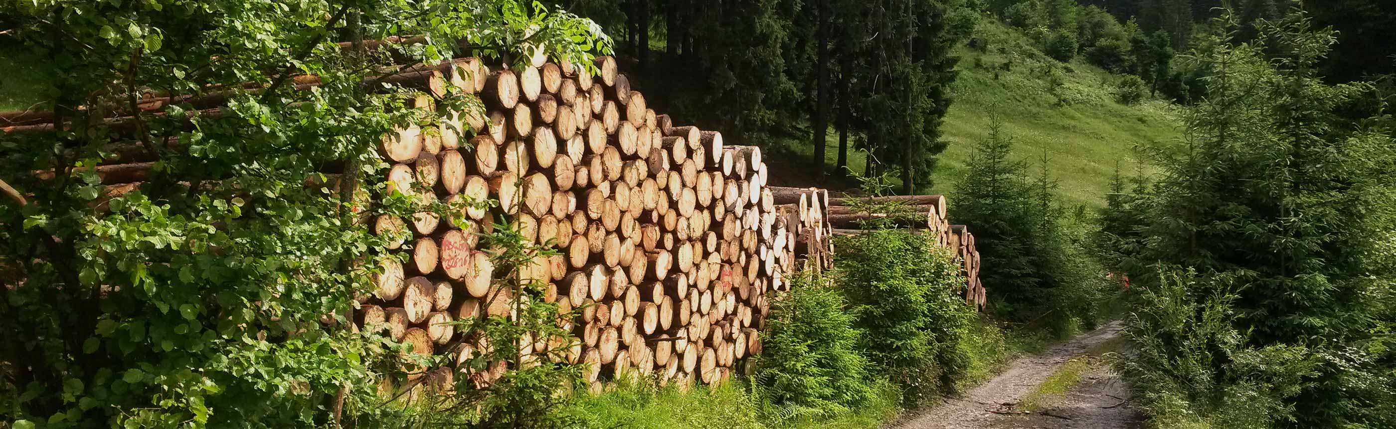 Holzvermarktung über die FBG Oberallgäu e.V.